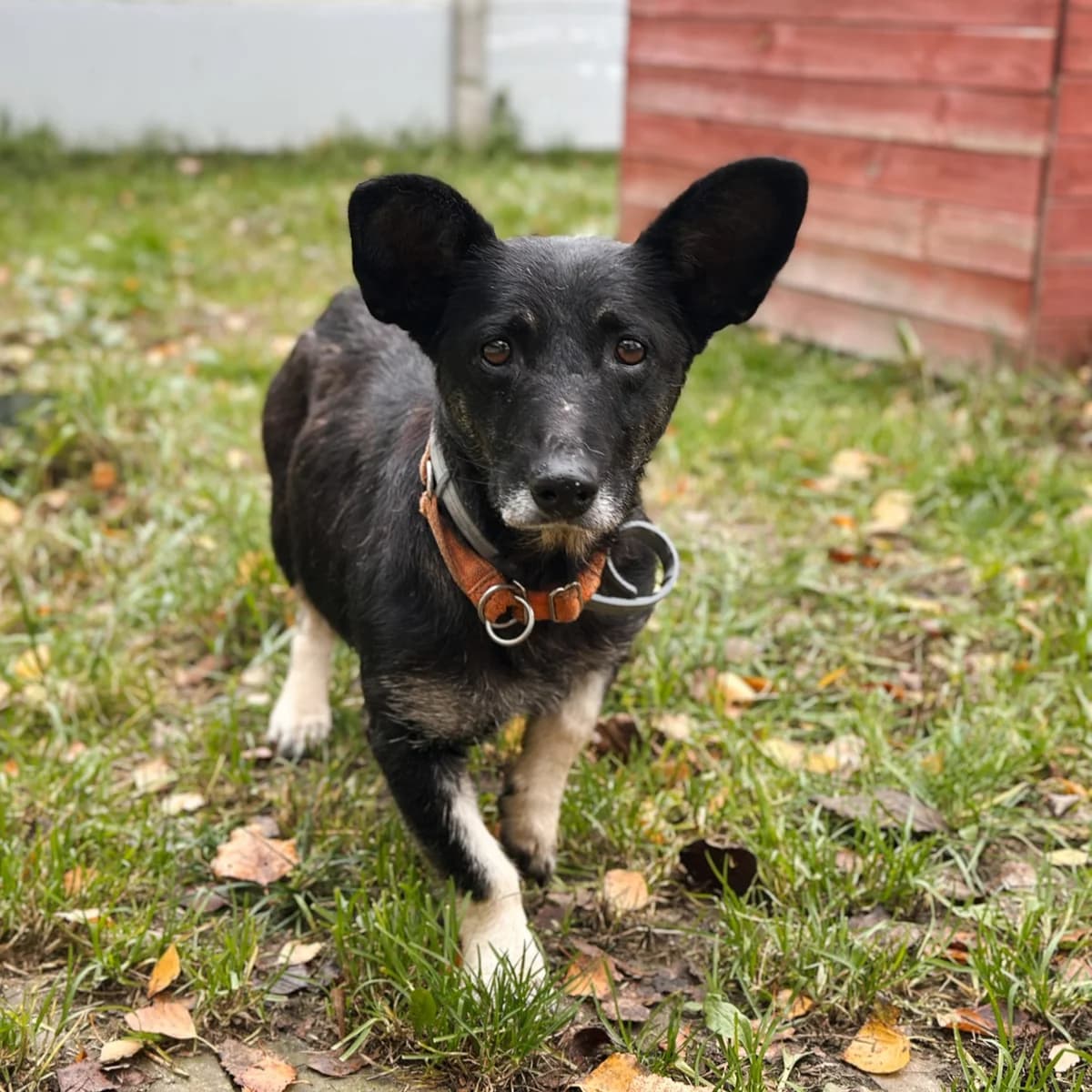 Lusia, female Mixed Breed for adoption at Fundacja Viva Korabiewice, Korabiewice