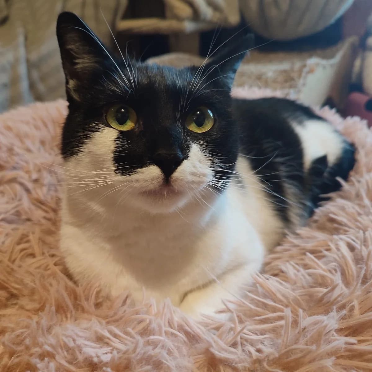 Maczka, female Domestic Shorthair for adoption at Fundacja Viva Korabiewice, Korabiewice