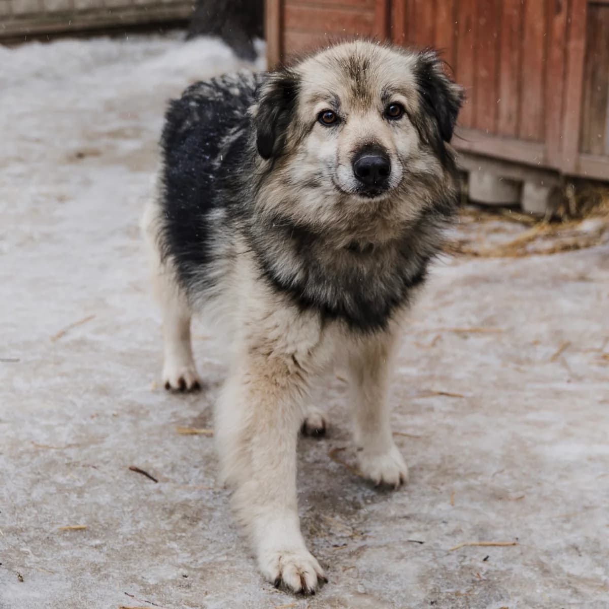 Maili, female 6yo Mixed Breed for adoption at Fundacja Viva Korabiewice, Korabiewice