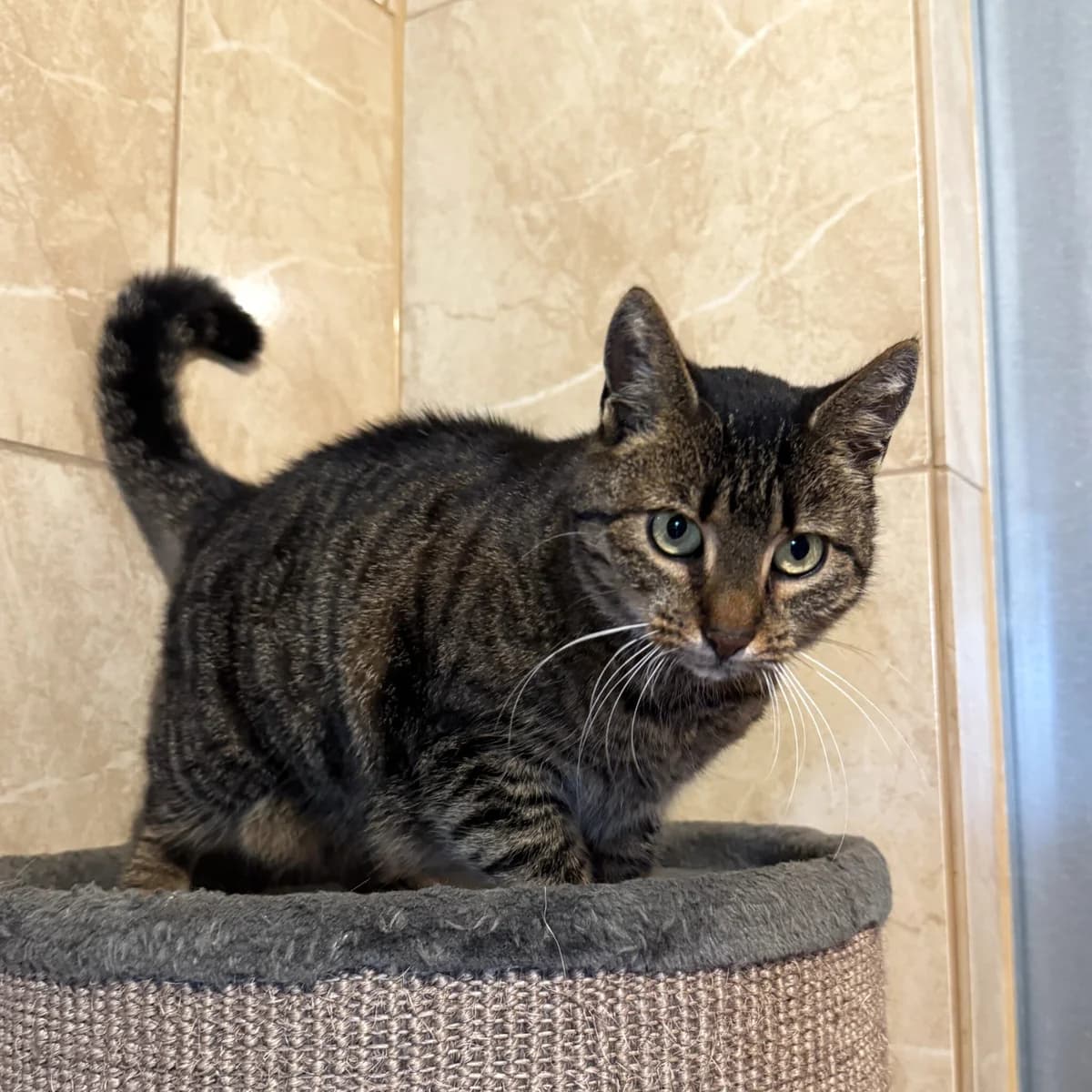 Maja, brown tabby female Mixed Breed for adoption at Fundacja Viva Korabiewice, Korabiewice