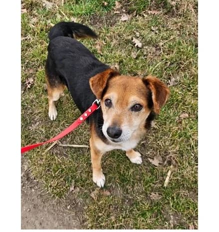 Majkel, Mixed Breed (Schronisko Wrocław)