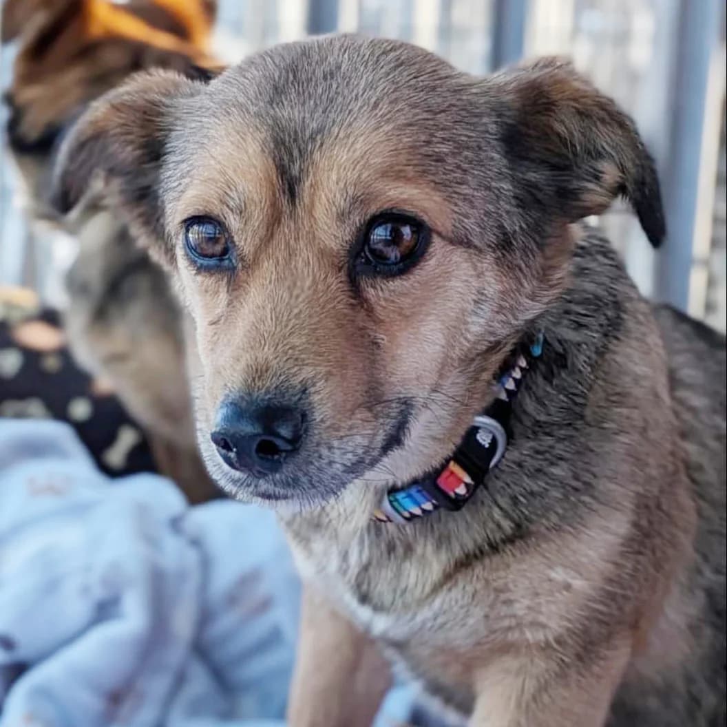 Malaga, grey female Mixed Breed for adoption at Kočičí Útulna Sissi (Praha), Praha