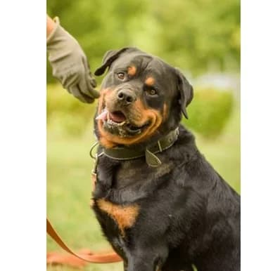 Max, male 5yo Rottweiler for adoption at Schronisko Wrocław, Wrocław