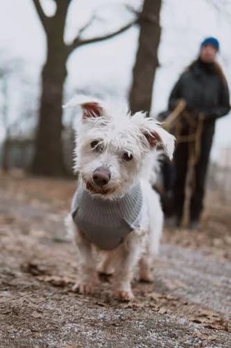Max, Mixed Breed (Schronisko Wrocław)
