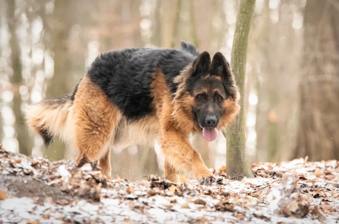Max, male German Shepherd for adoption at Schronisko Wrocław, Wrocław