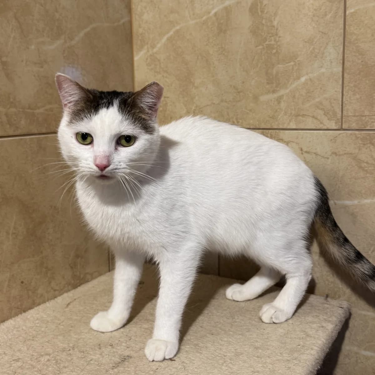 Miłosz, male Mixed Breed for adoption at Fundacja Viva Korabiewice, Korabiewice