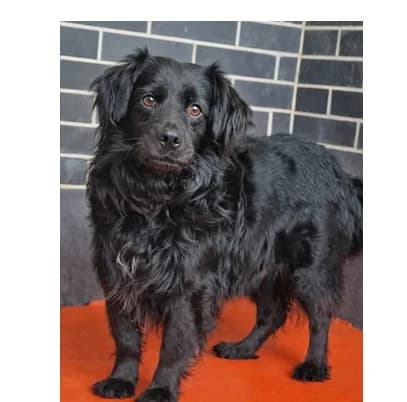 Misiek, Mixed Breed (Schronisko Wrocław)