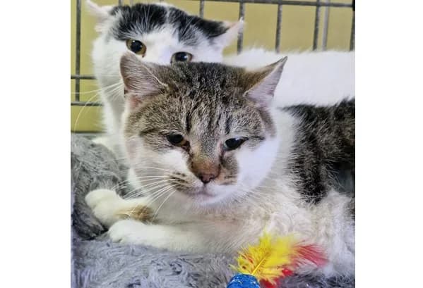 Mochi i Oliwka photo 3