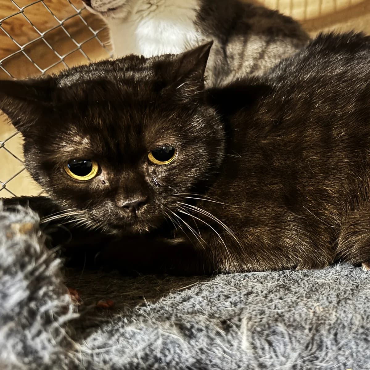 Mokka, female Domestic Shorthair for adoption at Fundacja Viva Korabiewice, Korabiewice