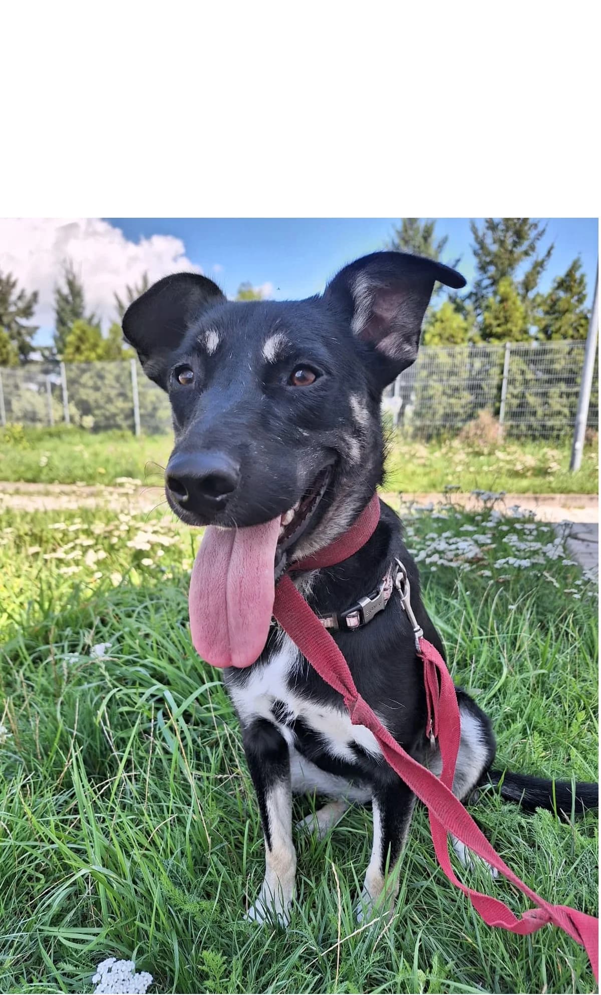Molly, Mixed Breed (Schronisko Wrocław)