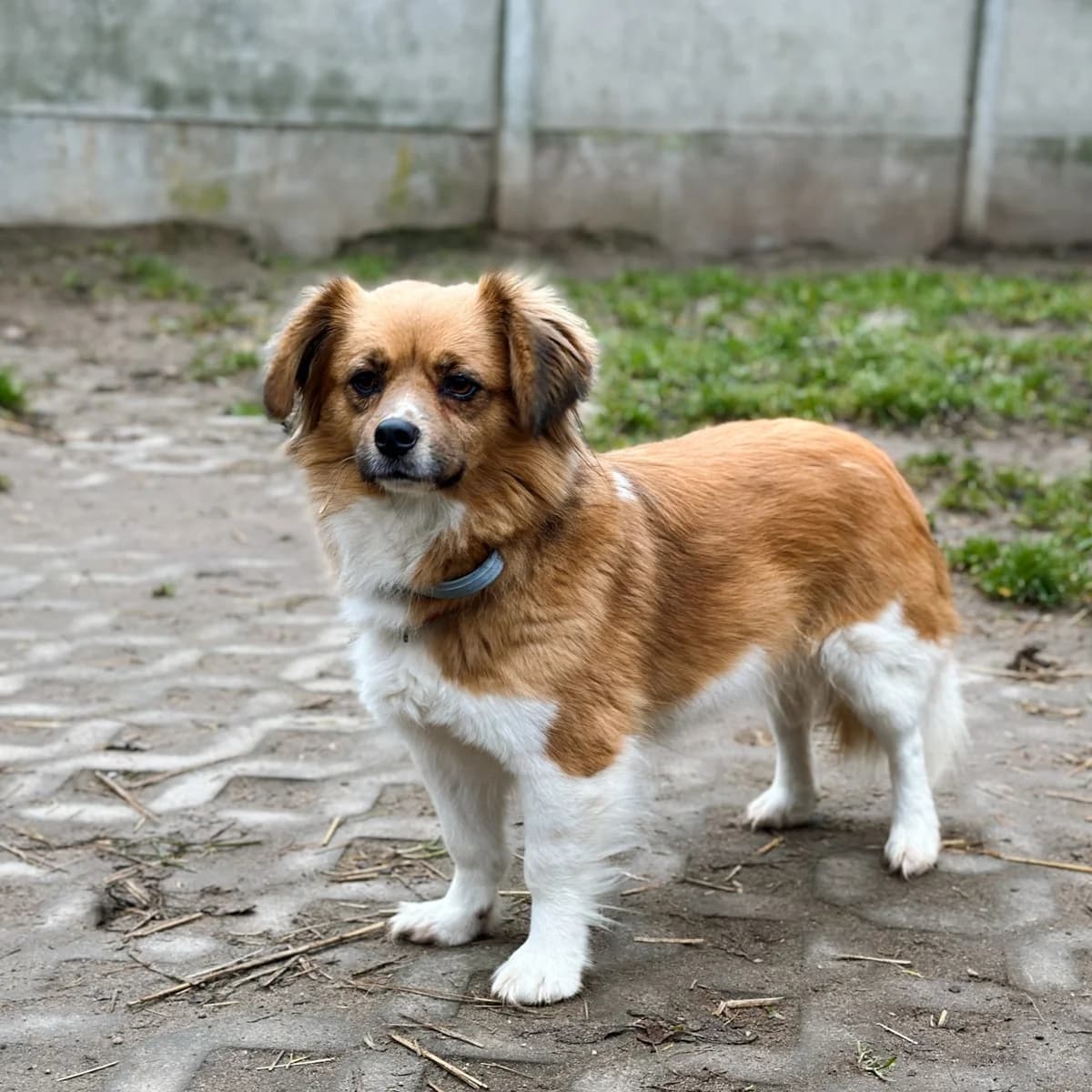 Monia, female Mixed Breed for adoption at Fundacja Viva Korabiewice, Korabiewice