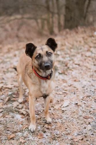 Myszka, female 6yo Mixed Breed for adoption at Schronisko Wrocław, Wrocław