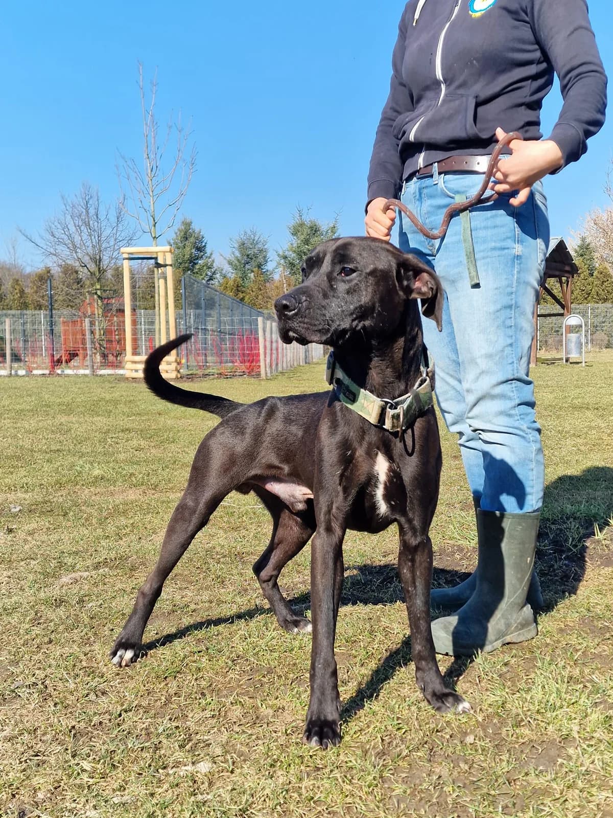 Nacho, Mixed Breed (Schronisko Wrocław)