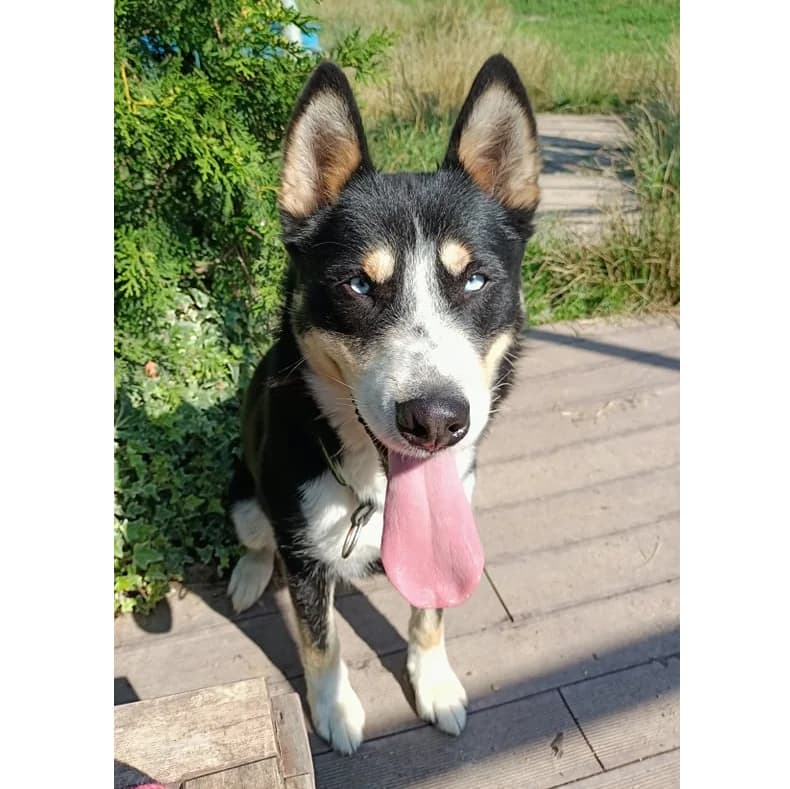 Nanuk, male Mixed Breed for adoption at Schronisko Wrocław, Wrocław