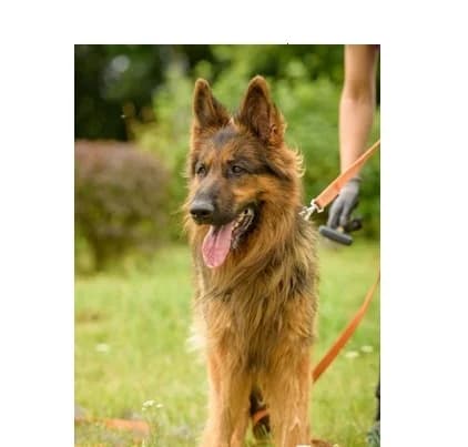 Natan, Mixed Breed (Schronisko Wrocław)
