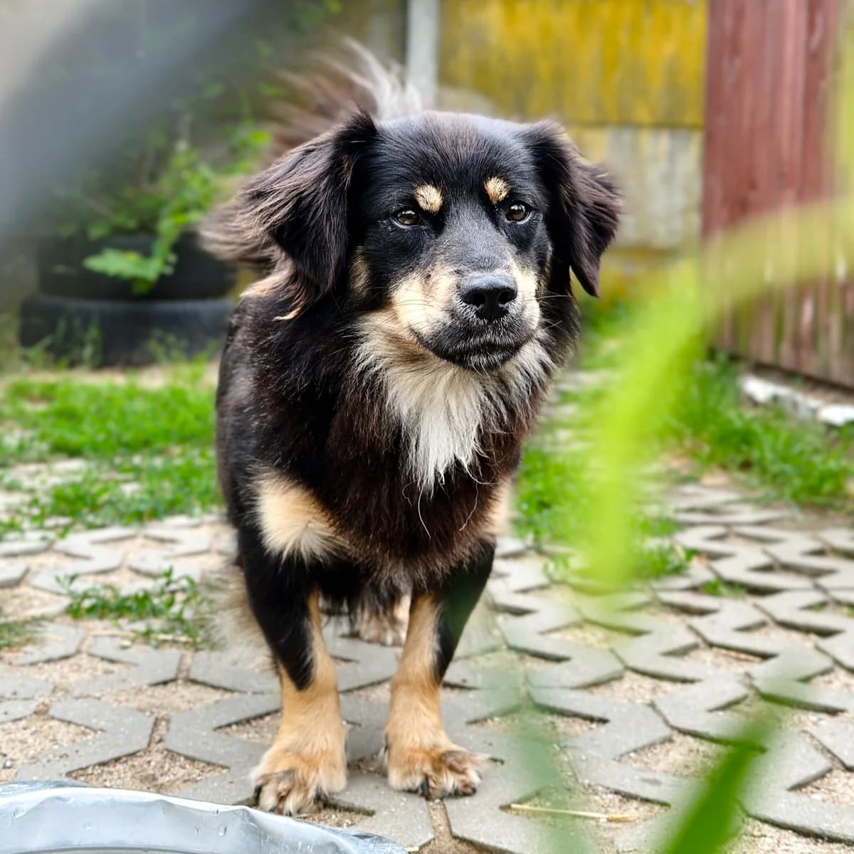 Nero, Mixed Breed (Fundacja Viva Korabiewice)
