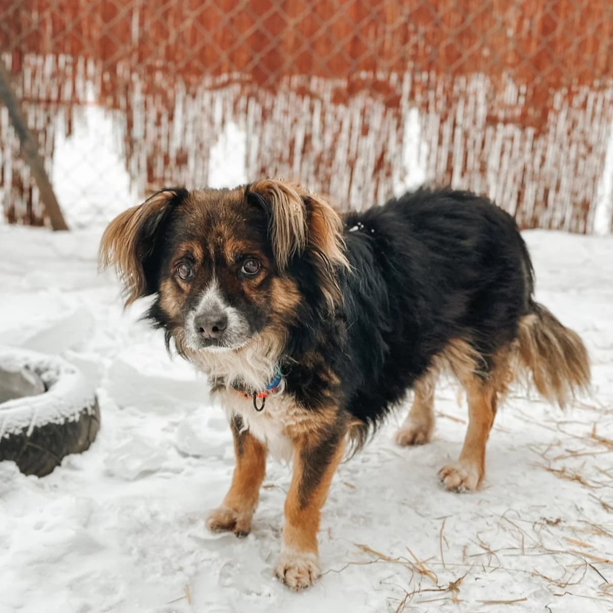 Nugat, male Mixed Breed for adoption at Fundacja Viva Korabiewice, Korabiewice