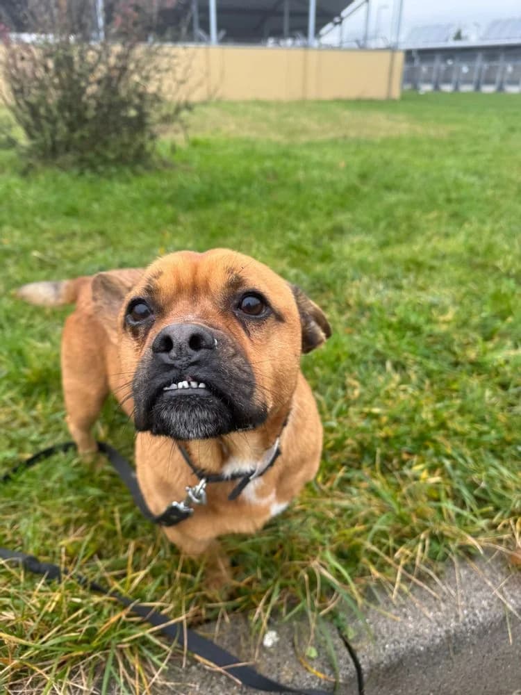 Odyn, Mixed Breed (Schronisko Wrocław)
