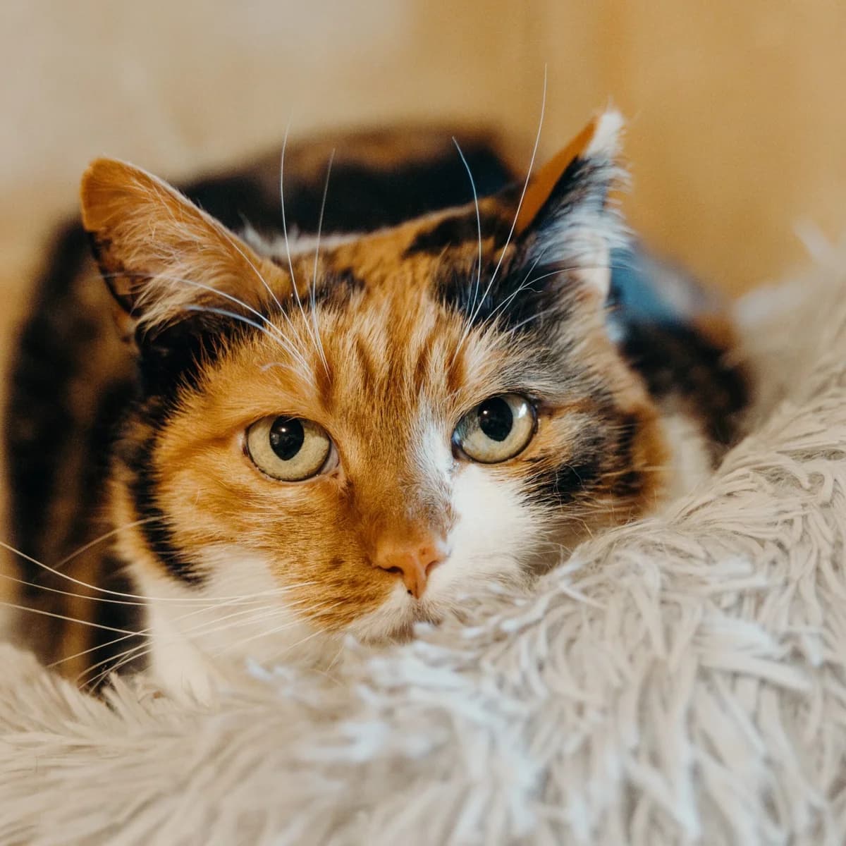 Ołena, female Mixed Breed for adoption at Fundacja Viva Korabiewice, Korabiewice