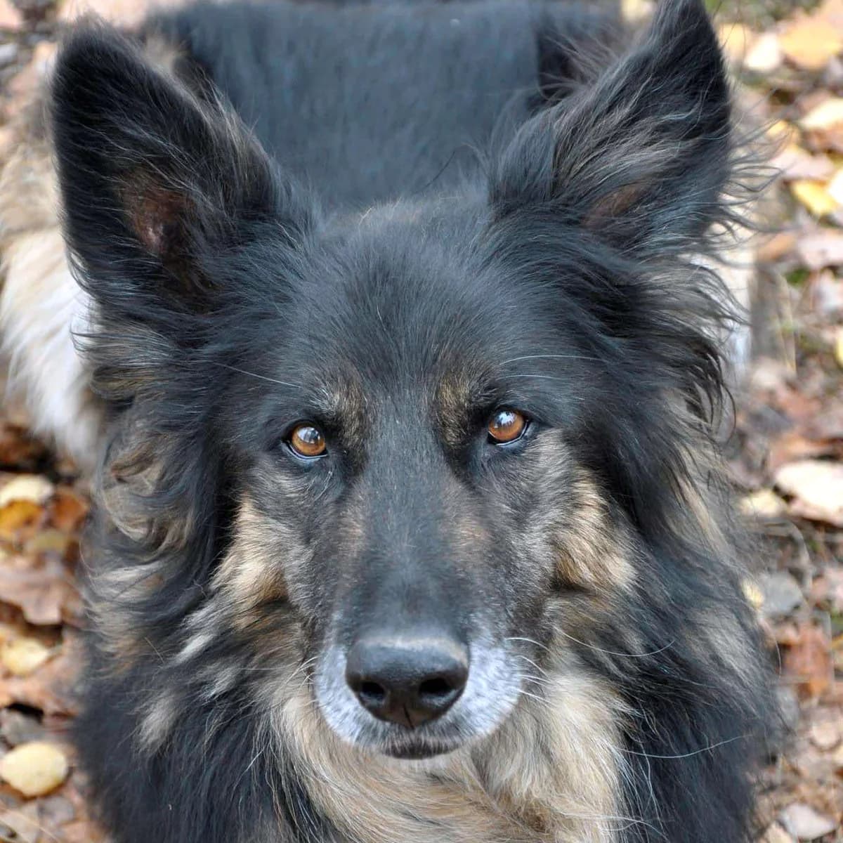 Oskar, male mixed breed for adoption at Fundacja Viva Korabiewice, Korabiewice