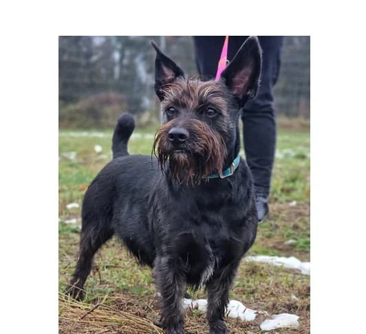 Pako, Mixed Breed (Schronisko Wrocław)