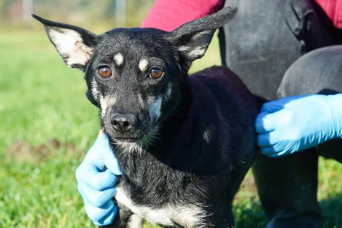Petra, Mixed Breed (Schronisko Wrocław)