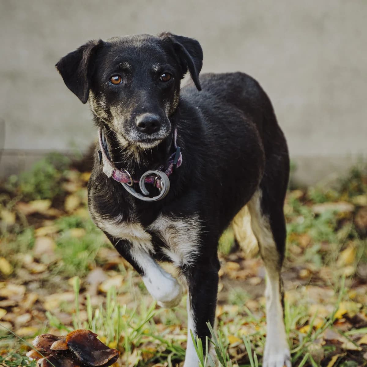 Pigwa, Mixed Breed (Fundacja Viva Korabiewice)