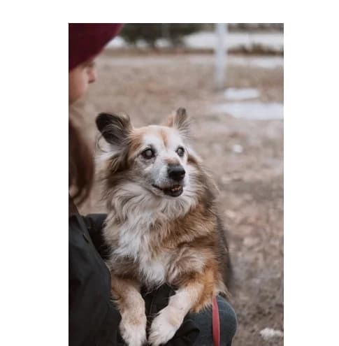 Piko, Mixed Breed (Schronisko Wrocław)