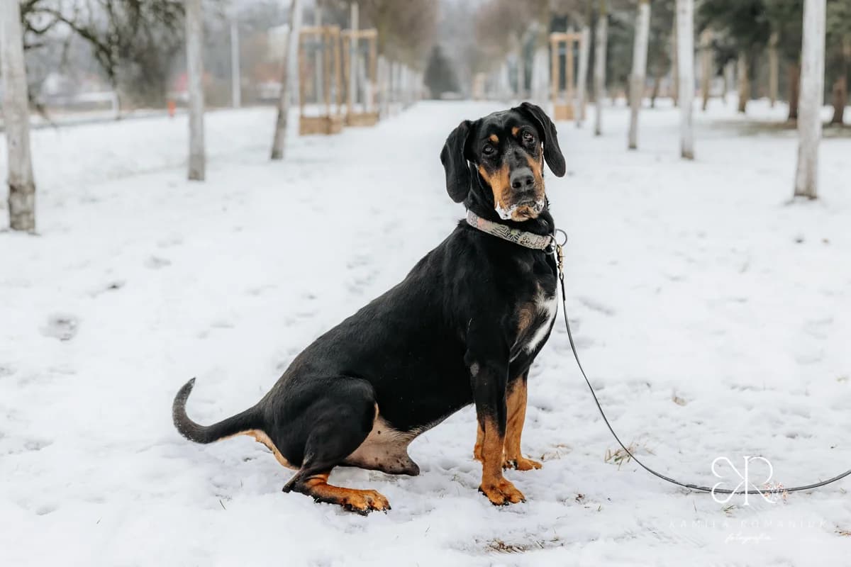 Piorun, male 7yo Mixed Breed for adoption at Schronisko Wrocław, Wrocław