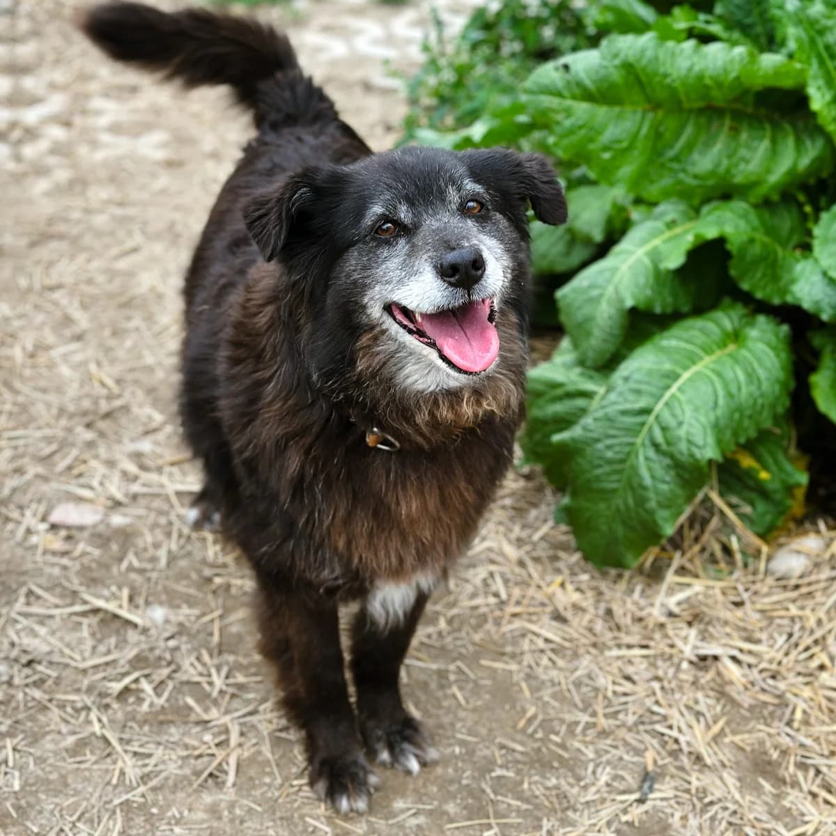 Pixie, female Mixed Breed for adoption at Fundacja Viva Korabiewice, Korabiewice