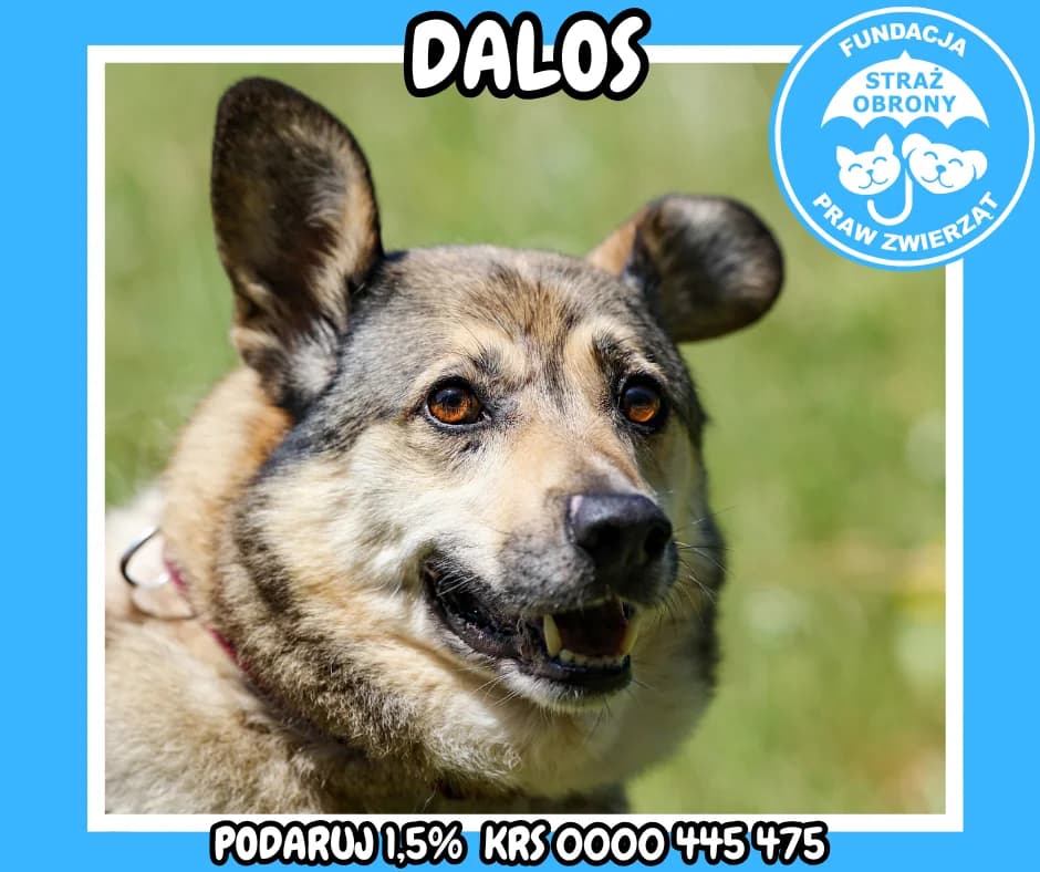 Dalos, male senior Mixed Breed for adoption at Fundacja Straż Obrony Praw Zwierząt Borek, Poland