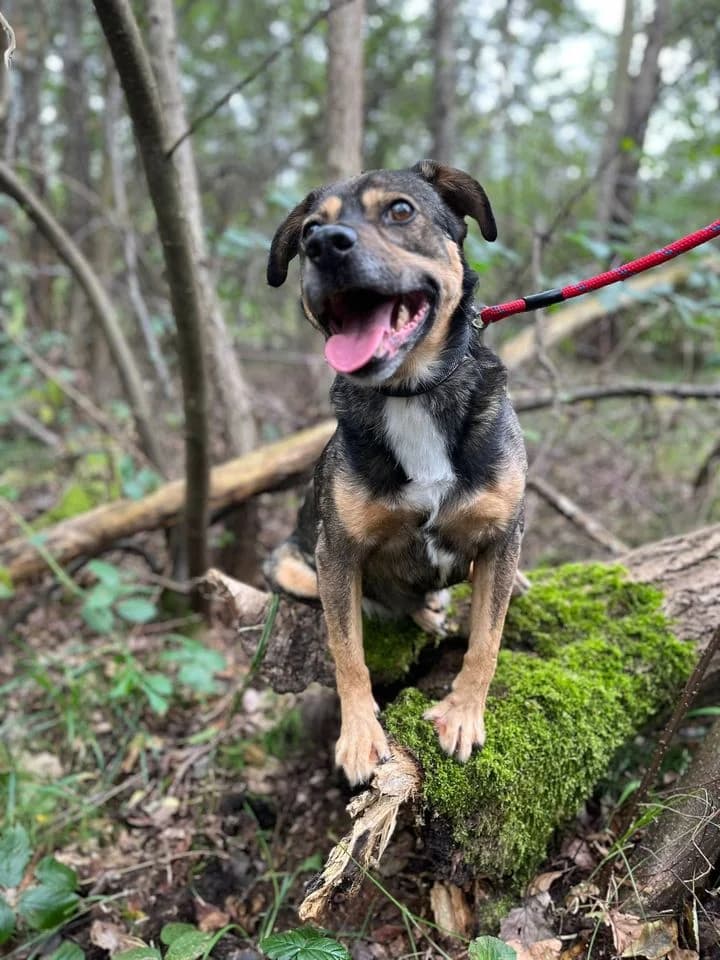 UZO, male senior Mixed Breed for adoption at Fundacja Straż Obrony Praw Zwierząt Borek, Poland