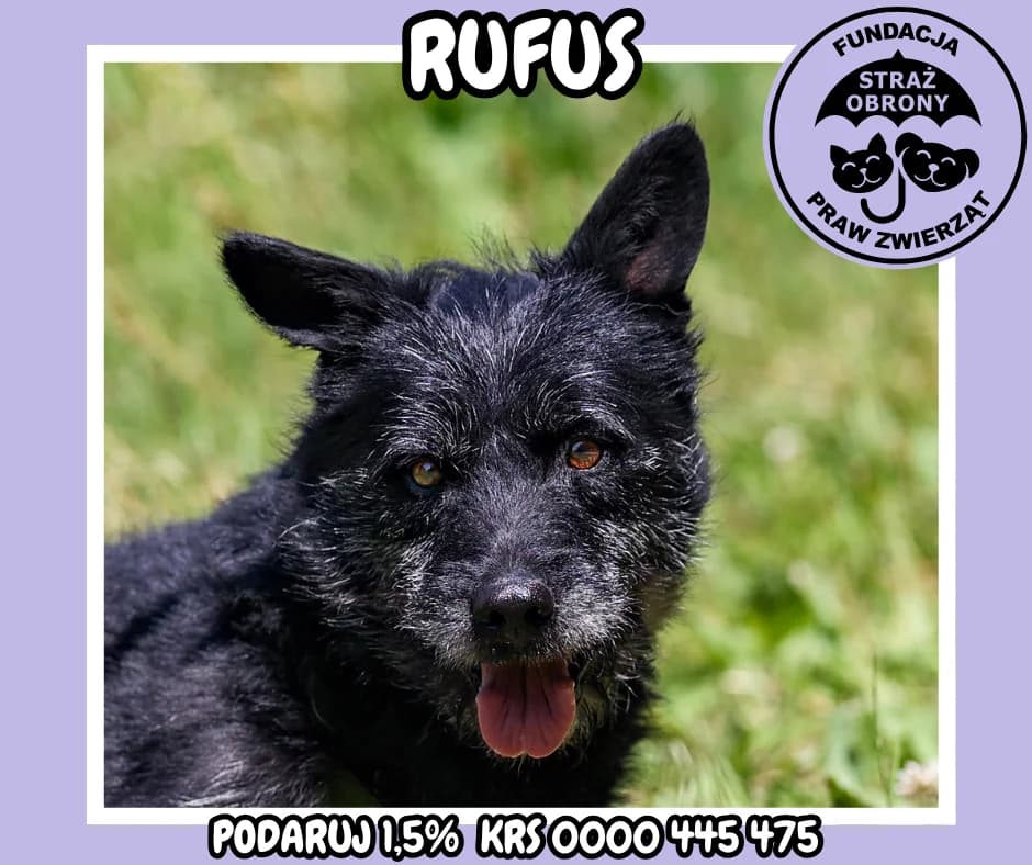 RUFUS, male senior Mixed Breed for adoption at Fundacja Straż Obrony Praw Zwierząt Borek, Poland