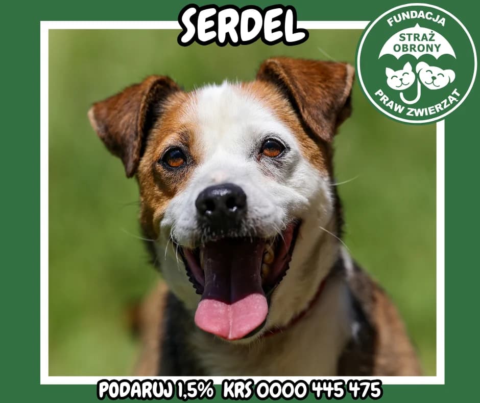SERDEL, male senior Mixed Breed for adoption at Fundacja Straż Obrony Praw Zwierząt Borek, Poland