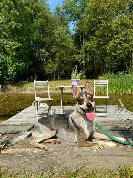 PERŁA, female 5yo Mixed Breed for adoption at Fundacja Straż Obrony Praw Zwierząt Borek, Poland