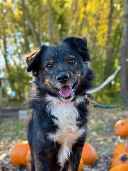 LEON, male senior Mixed Breed for adoption at Fundacja Straż Obrony Praw Zwierząt Borek, Poland