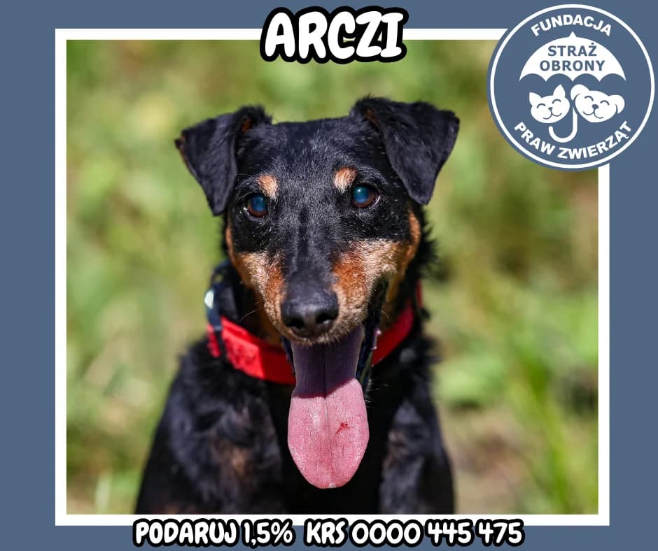 ARCZI, male senior Mixed Breed for adoption at Fundacja Straż Obrony Praw Zwierząt Borek, Poland