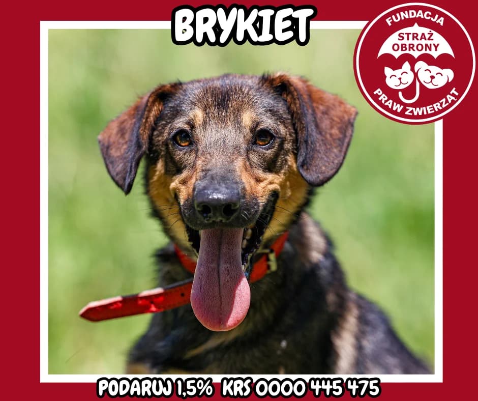 BRYKIET, male 5yo Mixed Breed for adoption at Fundacja Straż Obrony Praw Zwierząt Borek, Poland