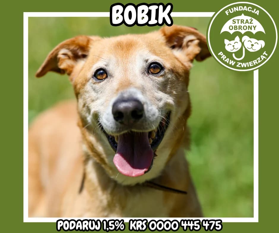 BOBIK, male senior Mixed Breed for adoption at Fundacja Straż Obrony Praw Zwierząt Borek, Poland