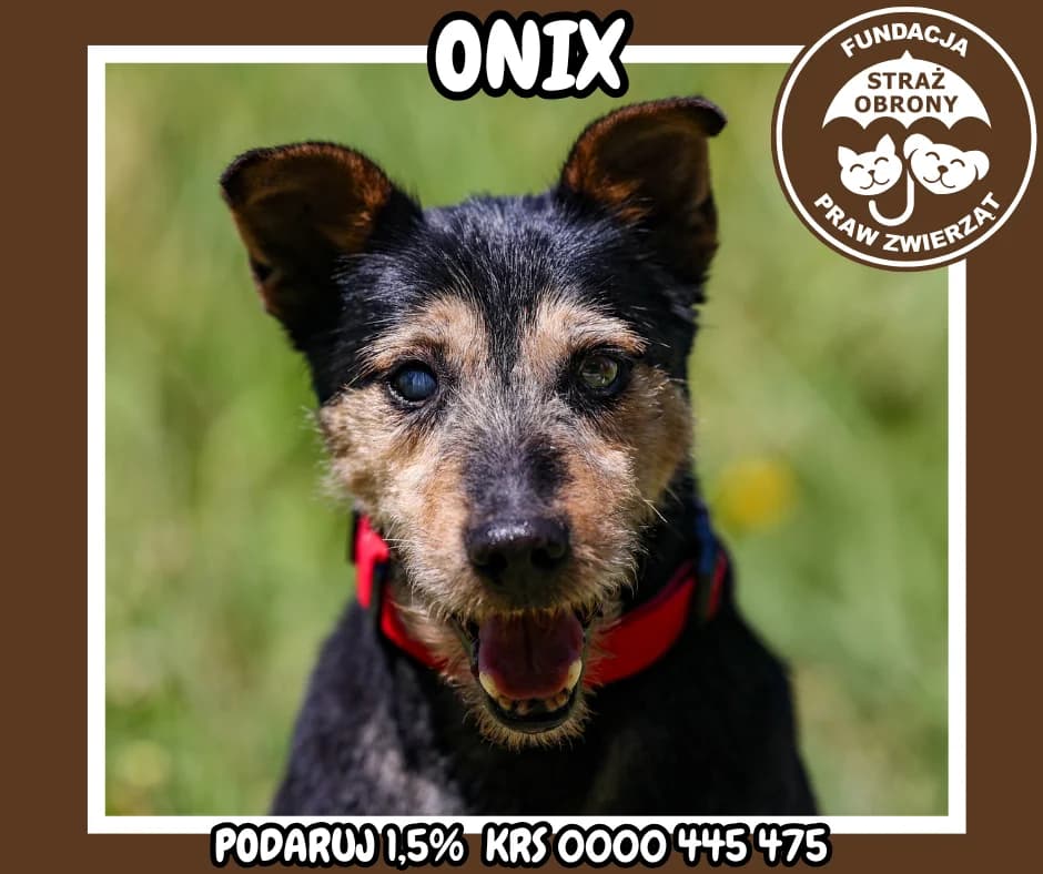 ONIX, male senior Mixed Breed for adoption at Fundacja Straż Obrony Praw Zwierząt Borek, Poland
