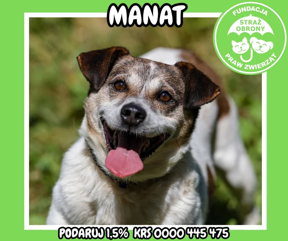 MANAT, male senior Mixed Breed for adoption at Fundacja Straż Obrony Praw Zwierząt Borek, Poland