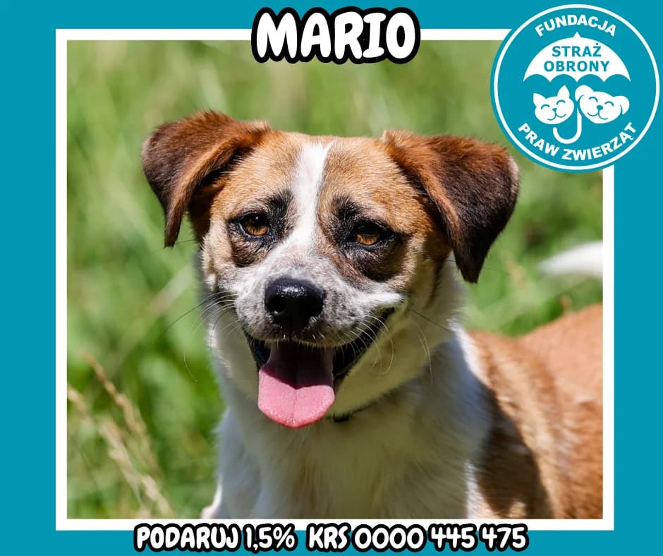 MARIO,  5yo Mixed Breed for adoption at Fundacja Straż Obrony Praw Zwierząt Borek, Poland