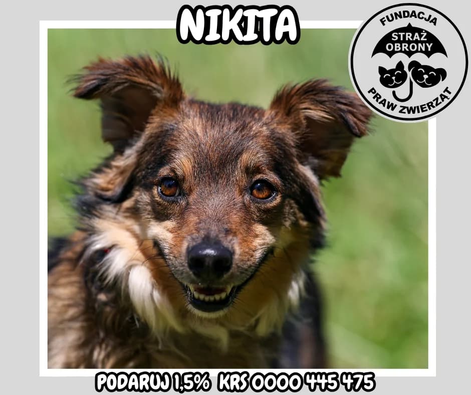 NIKITA, female senior Mixed Breed for adoption at Fundacja Straż Obrony Praw Zwierząt Borek, Poland