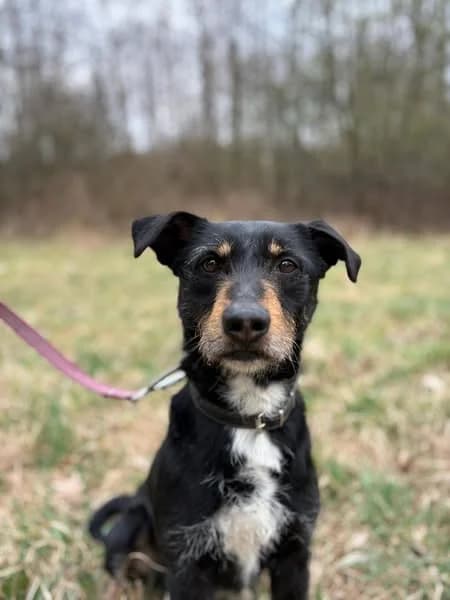 GRABEK, male 5yo Mixed Breed for adoption at Fundacja Straż Obrony Praw Zwierząt Borek, Poland