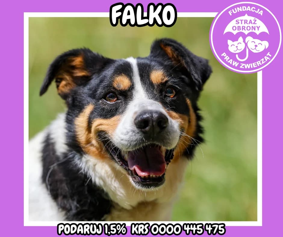 FALKO, male senior Mixed Breed for adoption at Fundacja Straż Obrony Praw Zwierząt Borek, Poland