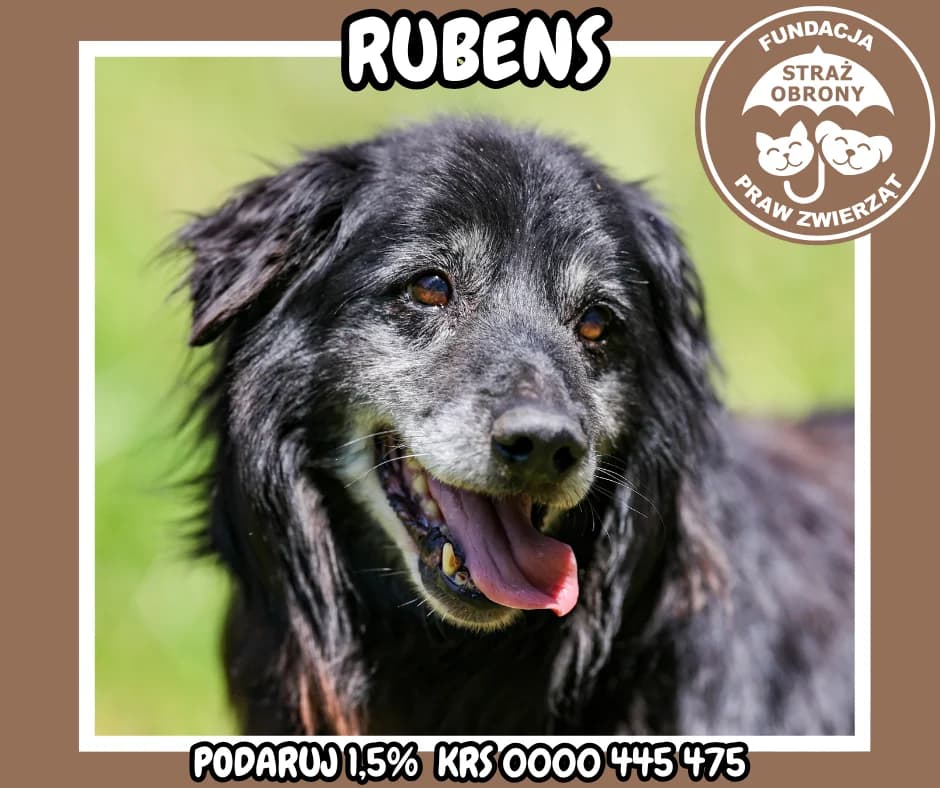 RUBENS, male senior Mixed Breed for adoption at Fundacja Straż Obrony Praw Zwierząt Borek, Poland