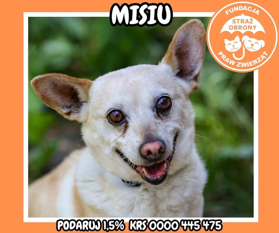 MISIEK, male senior Mixed Breed for adoption at Fundacja Straż Obrony Praw Zwierząt Borek, Poland
