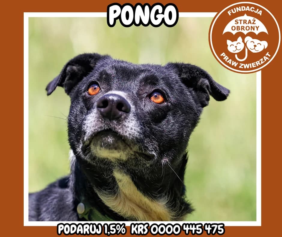 PONGO, male 5yo Mixed Breed for adoption at Fundacja Straż Obrony Praw Zwierząt Borek, Poland