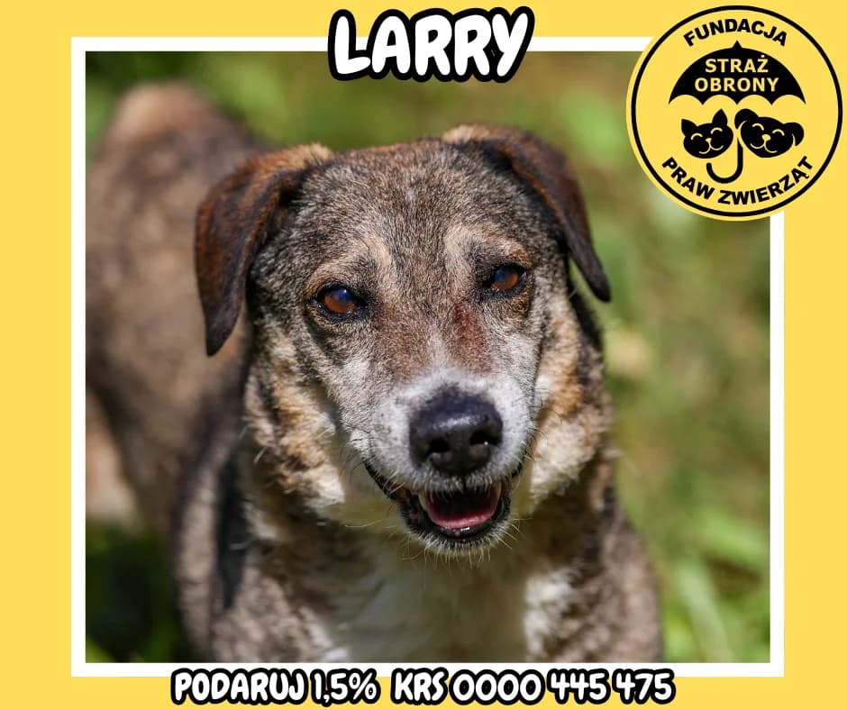 LARRY, male senior Mixed Breed for adoption at Fundacja Straż Obrony Praw Zwierząt Borek, Poland