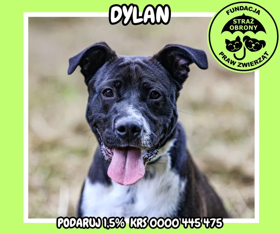 DYLAN, male 5yo Mixed Breed for adoption at Fundacja Straż Obrony Praw Zwierząt Borek, Poland